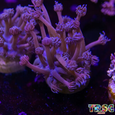 Pink LT Gradient Goniopora M04