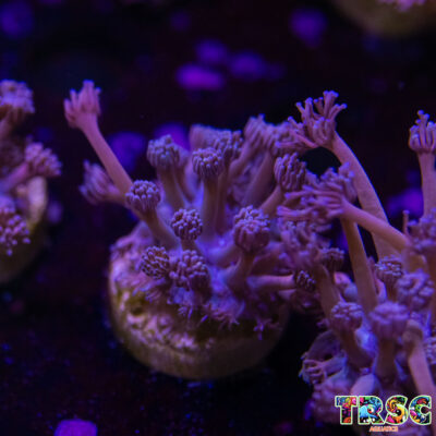 Pink LT Gradient Goniopora M05