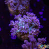 TR 050726 GONI M07