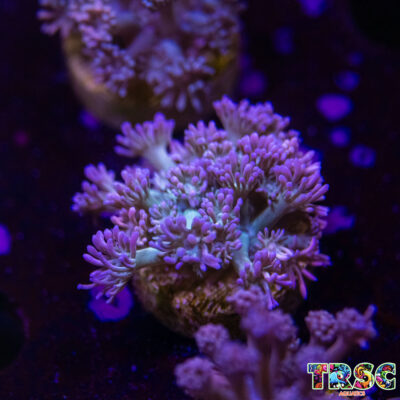 Pink LT Gradient Goniopora M07