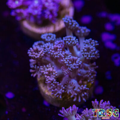Pink LT Gradient Goniopora M08