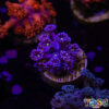 TR 050726 GONI M09