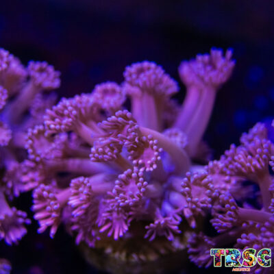 Pink n Purple Goniopora N01