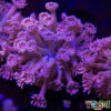 TR 050726 GONI N02