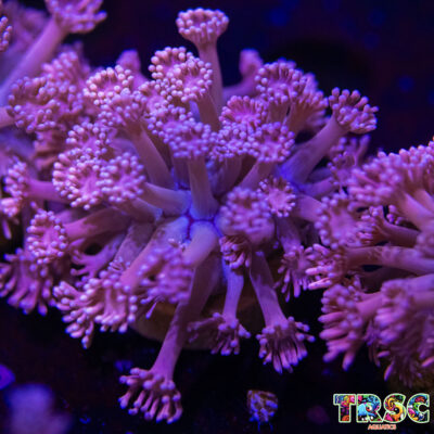 Pink n Purple Goniopora N02