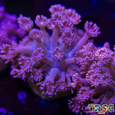 Pink n Purple Goniopora N03