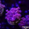 TR 050726 GONI N05