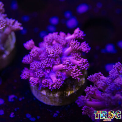 Pink n Purple Goniopora N05