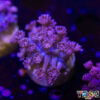 TR 050726 GONI N06