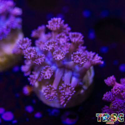 Pink n Purple Goniopora N06