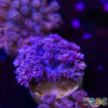 TR 050726 GONI N07