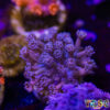 TR 050726 GONI N08