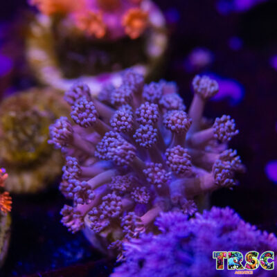 Pink n Purple Goniopora N08