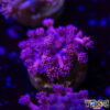 TR 050726 GONI N09