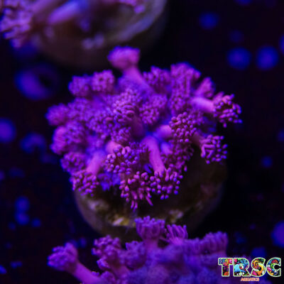 Pink n Purple Goniopora N09